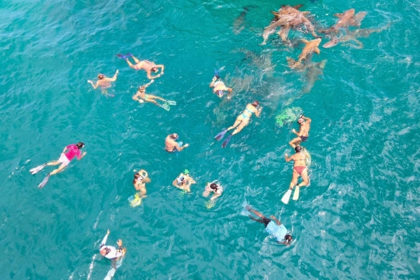 Snorkelling and Diving